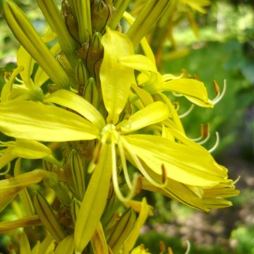 Asphodeline liburnica