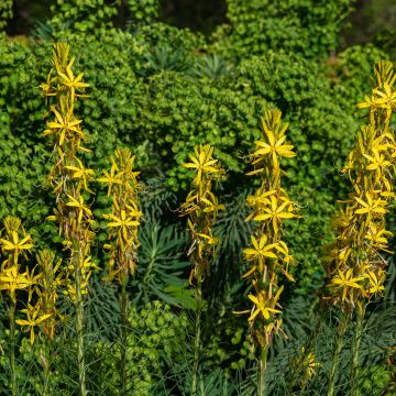 Asphodeline liburnica