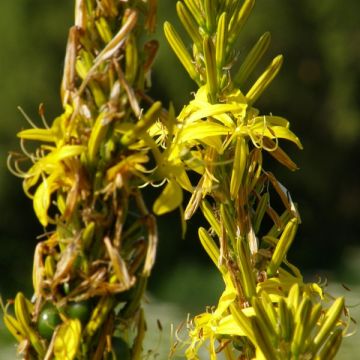 Asphodeline lutea