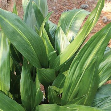 Aspidistra elatior Zebra