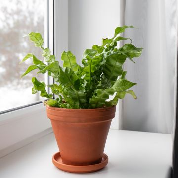 Asplenium nidus Crispy Wave - Feto-Ninho-de-Pássaro