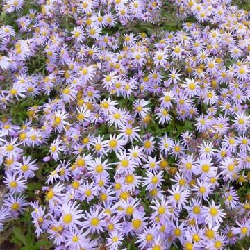 Aster ageratoides Eleven Purple - Áster
