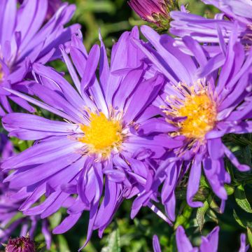 Aster ericoides Herfstweelde - Áster de outono