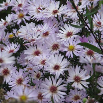 Aster frikartii Le Vasterival - Áster de verão