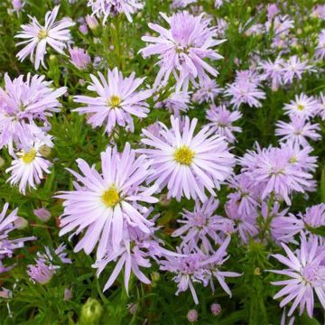 Aster novi-belgii Rosenquarz - Áster alto de outono