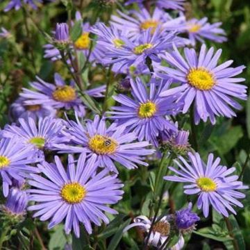 Aster amellus Dr Otto Petschek - Áster de verão