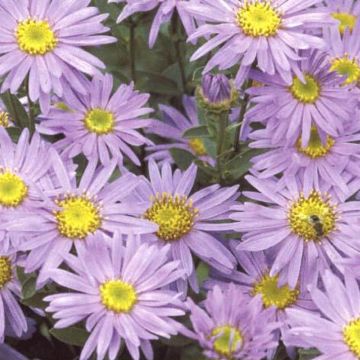 Aster amellus Grunder - Olho-de-cristo