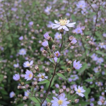 Aster cordifolius Blütenregen - Áster de outono