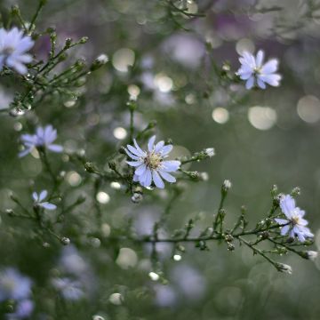 Aster cordifolius Blütenregen - Áster de outono