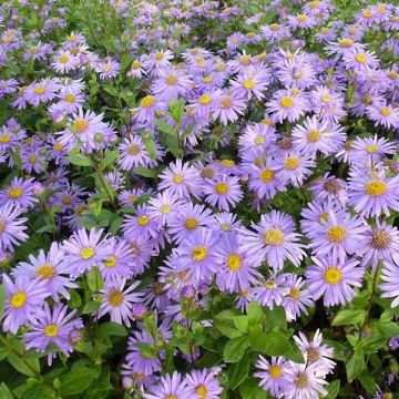 Aster frikartii Jungfrau - Áster de verão