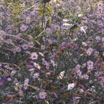 Aster laevis - Áster-gigante-de-outono