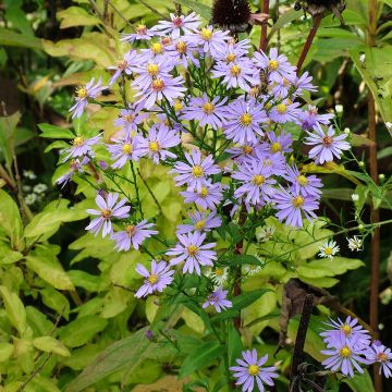 Aster laevis - Áster-gigante-de-outono