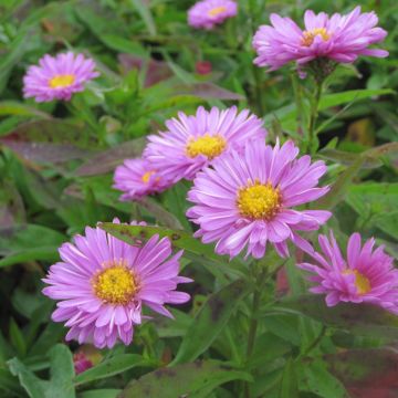 Aster novi-belgii Patricia Ballard - Áster de Outono Grande