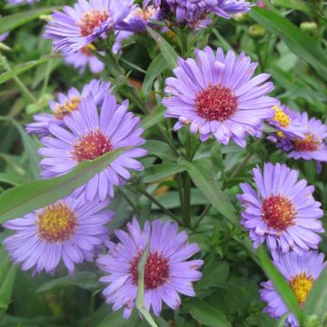 Aster novi-belgii Reitlingstal - Áster de Outono Grande
