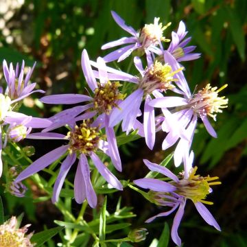 Aster sedifolius - Áster de folhas de Sedum