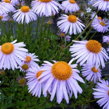 Aster tongolensis Berggarten - Áster da Primavera