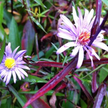 Aster turbinellus - Áster de outono