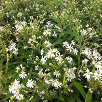 Aster umbellatus Weisser Schirm - Aster em umbelas