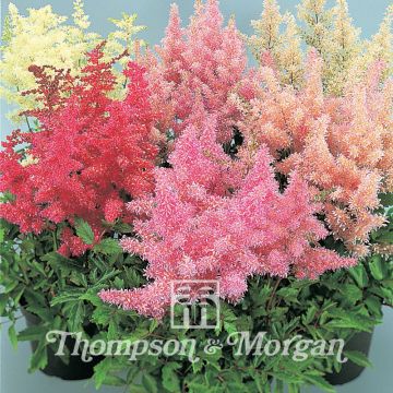 Astilbe arendsii Showstar em sementes
