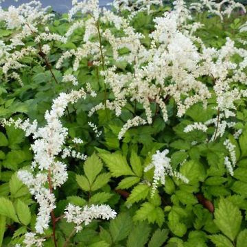 Astilbe thunbergii Professor van der Wielen