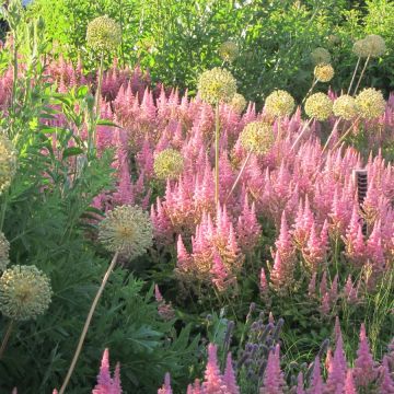 Astilbe chinensis Vision in Pink