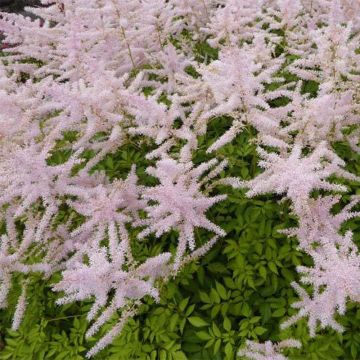 Astilbe arendsii Walkure