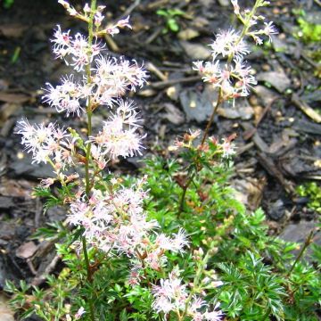 Astilbe glaberrima subsp. saxosa