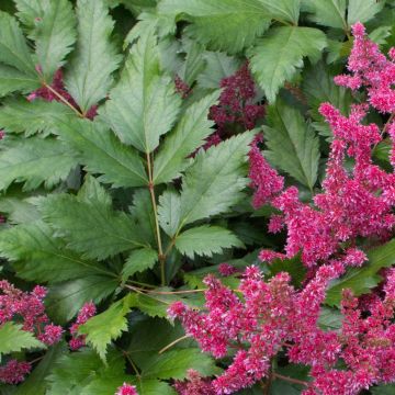 Astilbe japonica Red Sentinel
