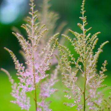 Astilbe rivularis var. myriantha