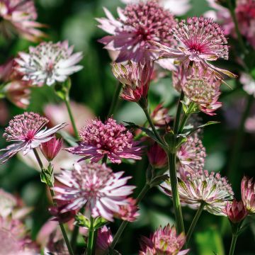 Astrância-maior Roma - Astrantia major Astrância-maior Roma - Astrantia major