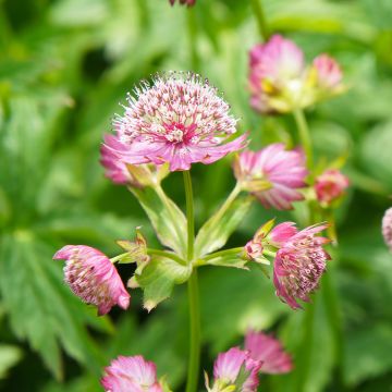 Astrância-maior Rosea - Astrantia major