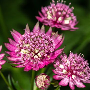 Astrância-maior Rubra - Astrantia major