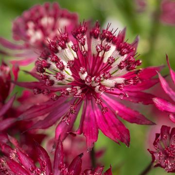 Astrância-maior Ruby Flame - Astrantia major