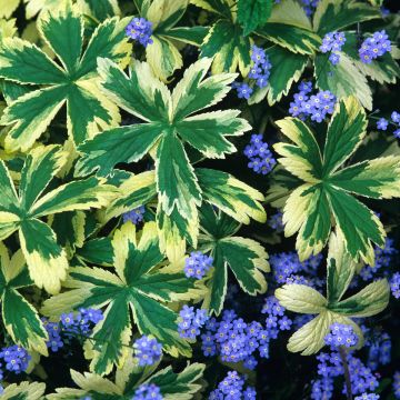 Astrância-maior Sunningdale Variegated - Astrantia major