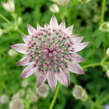 Astrância-maior Florence - Astrantia major