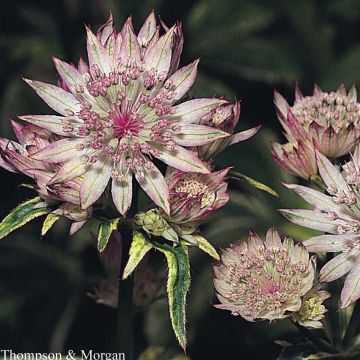 Astrantia major em sementes