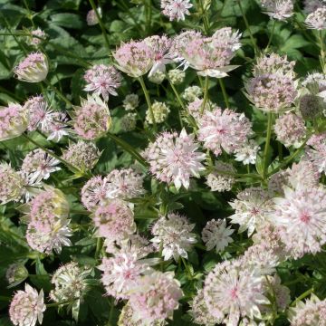 Astrantia major Buckland