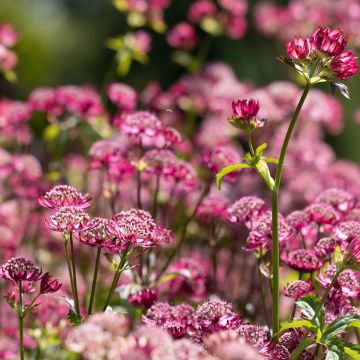 Astrância-maior Cerise Button - Astrantia major