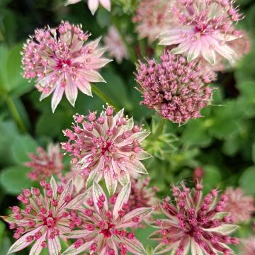 Astrância-maior Roma - Astrantia major