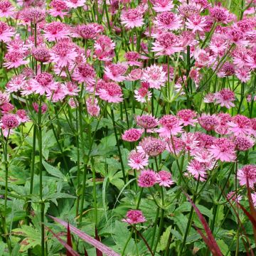 Astrância-maior Rosensinfonie - Astrantia major