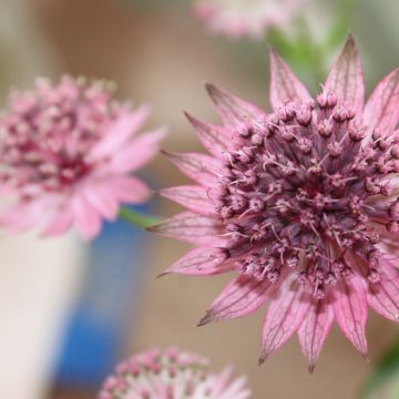 Astrância-maior Rubra - Astrantia major