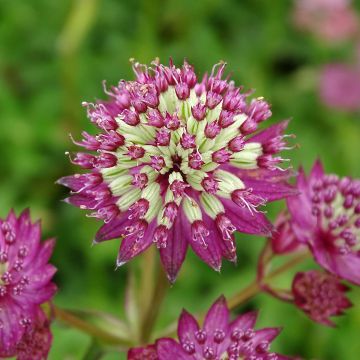 Astrantia major Star of Beauty