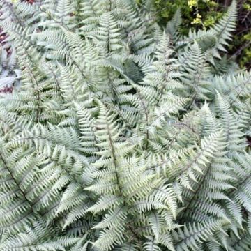 Athyrium Ghost