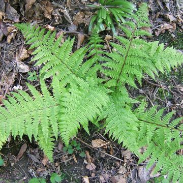 Athyrium filix-femina - Feto-fêmea