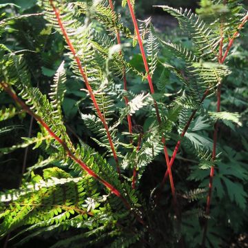 Athyrium filix-femina Lady in Red - Feto-fêmea