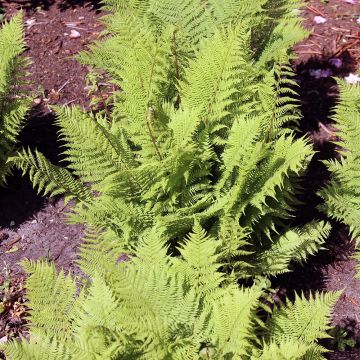 Athyrium filix-femina Rotstiel - Feto-fêmea
