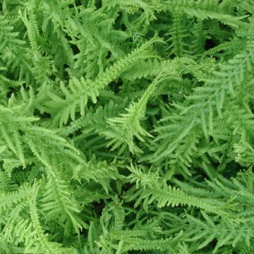 Athyrium filix-femina Victoriae - Feto-fêmea