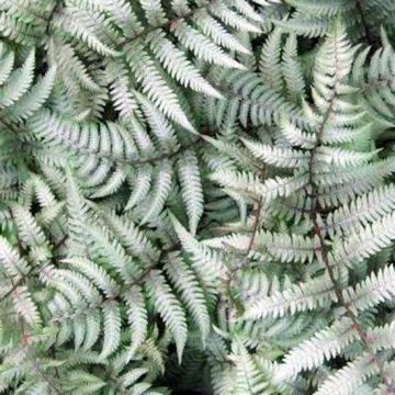 Athyrium niponicum Burgundy Lace
