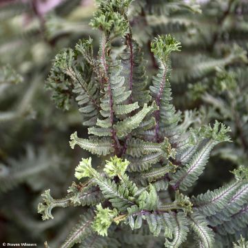 Athyrium niponicum Crested Surf