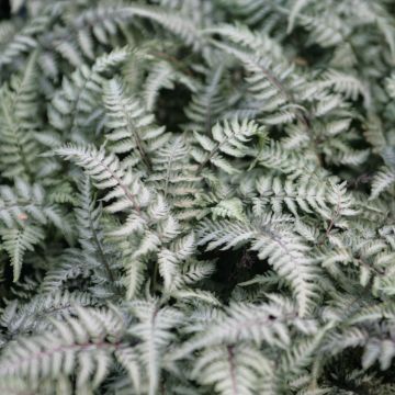 Athyrium niponicum Pewter Lace